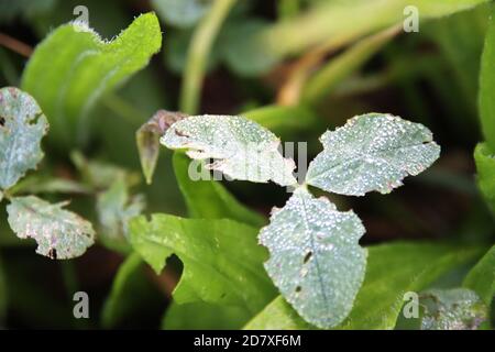 Drops of water on leaves and reed coming from the morning dew in Nieuwerkerk aan den Ijssel in the netherlands Stock Photo