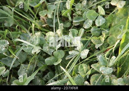 Drops of water on leaves and reed coming from the morning dew in Nieuwerkerk aan den Ijssel in the netherlands Stock Photo