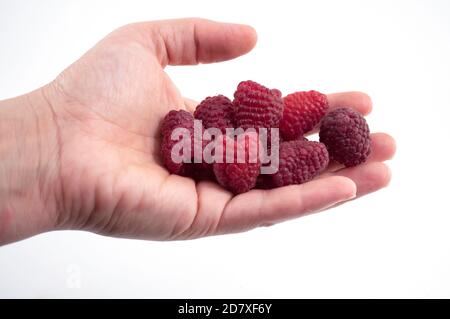 A woman holds a large ripe raspberry in her hand. You can see the palm and a handful of raspberries close up, isolate on a white background, selective Stock Photo