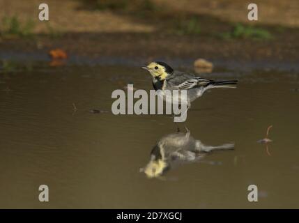 Pied Wagtail Motacilla alba  juvenile chasing insects in a puddle and showing its reflectio0n. Stock Photo