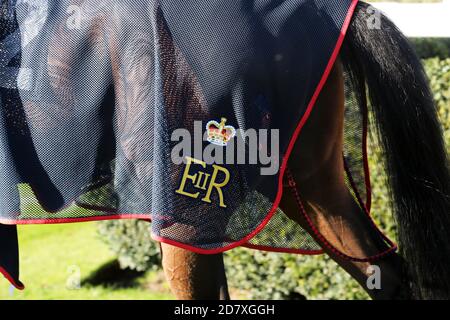 The Queens Horse in the parade ring at Goodwood, Chichester, West Sussex, UK. Stock Photo