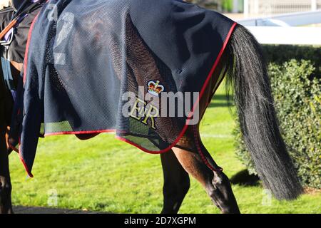 The Queens Horse in the parade ring at Goodwood, Chichester, West Sussex, UK. Stock Photo