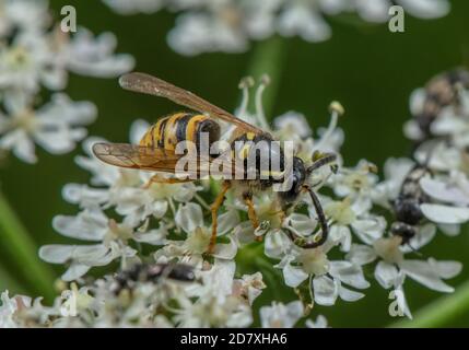 Red Wasp, Vespula rufa, nectaring on Hogweed. Stock Photo