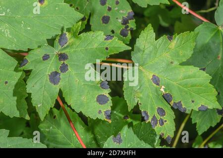 Tar spot fungus, Rhytisma acerinum, apothecia, on Sycamore Acer pseudoplatanus, leaves in late summer. Stock Photo