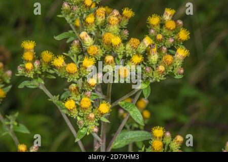 Ploughman's-spikenard, Inula conyzae, in flower in limestone grassland. Stock Photo