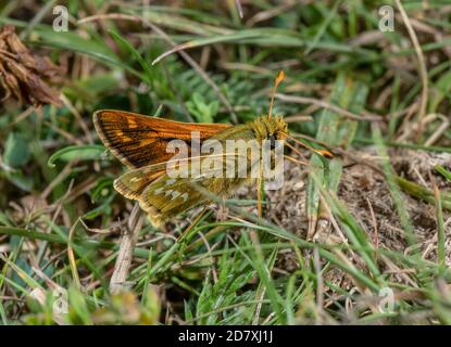 Male Silver-spotted skipper, Hesperia comma, among grass on chalk downland in August. Hampshire. Stock Photo