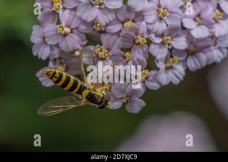 Long Hoverfly, Sphaerophoria scripta, feeding on Yarrow flowers Stock Photo
