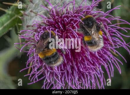 Buff-tailed bumblebees, Bombus terrestris, visiting Woolly thistle, Cirsium eriophorum flowers for nectar, on chalk downland. Stock Photo