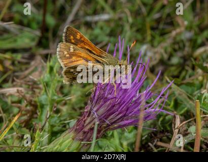 Male Silver-spotted skipper, Hesperia comma, feeding on Stemless Thistle  chalk downland in August. Hampshire. Stock Photo