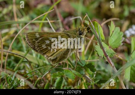 Female Silver-spotted skipper, Hesperia comma, among grass on chalk downland in August. Hampshire. Stock Photo