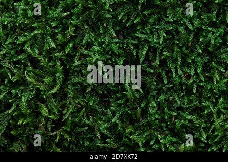 Green forest moss texture background, copy space Stock Photo