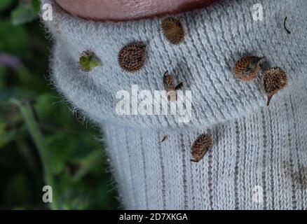 Fruit and seeds of Common Houndstongue, Cynoglossum officinale, being dispersed on sock. Stock Photo