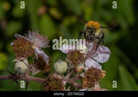 Common Carder Bee, Bombus pascuorum, nectaring on bramble flower, Stock Photo