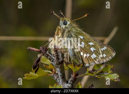 Courting pair of Silver-spotted skippers, Hesperia comma, - with male mainly hidden behind female -  on Hawthorn,  chalk downland in August. Hampshire Stock Photo