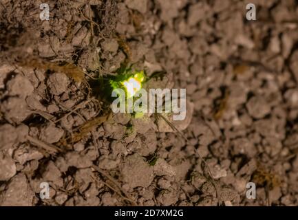 Female Glow-worm, Lampyris noctiluca, glowing at night in chalk grassland, to attract males. Stock Photo