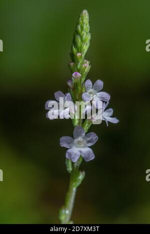 Inflorescence of Common vervain, Verbena officinalis, in flower in grassland. Stock Photo
