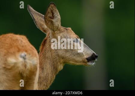 Reh (Capreolus capreolus)  in Wien. Die Die Rehe im Zentrafriedhof,Seit ewiger Zeit leben sie am Wiener Zentralfriedhof,der Efeu bietet ihnen das ganz Stock Photo