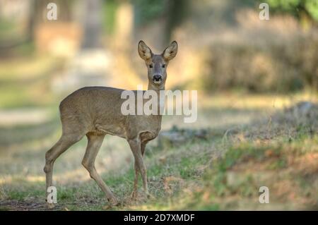 Reh (Capreolus capreolus)  in Wien. Die Die Rehe im Zentrafriedhof,Seit ewiger Zeit leben sie am Wiener Zentralfriedhof,der Efeu bietet ihnen das ganz Stock Photo