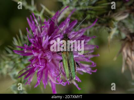 Female Thick-thighed beetle, Oedemera nobilis, feeding on flowers of Welted Thistle. Stock Photo
