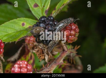 Cluster flies and other muscids feeding on ripe blackberries in late summer. Stock Photo