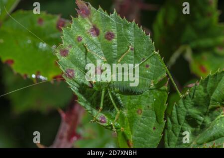 Female Speckled Bush-cricket, Leptophyes punctatissima, on leaves in late summer. Stock Photo