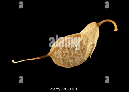 Melilotus officinalis, Yellow sweet clover, Echter Honigklee, close up, fruit Stock Photo