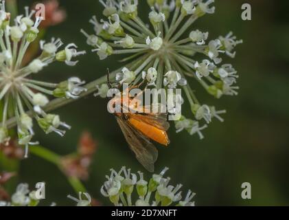 Turnip sawfly, Athalia rosae, feeding on Angelica flowers in late summer. Stock Photo