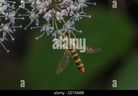Long Hoverfly, Sphaerophoria scripta visiting Angelica flowers for nectar. Stock Photo