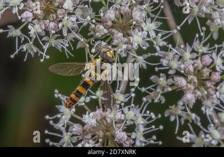 Long Hoverfly, Sphaerophoria scripta visiting Angelica flowers for nectar. Stock Photo
