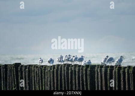 Group of Sea gulls sitting on the algae covered poles of a breakwater, with view over the sea. North Sea coast, Westkapelle, the Netherlands. Stock Photo