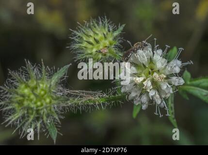 Small Teasel, Dipsacus pilosus, in flower on riverbank, Stour Valley, Dorset. Stock Photo