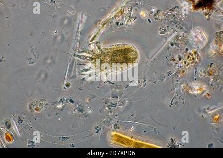 Marine Phytoplankton, Naples, MID 1800's, unpolluted waters Stock Photo