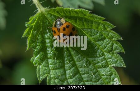 Adult Harlequin ladybird, Harmonia axyridis, on riverside vegetation in late summer; Dorset. Stock Photo