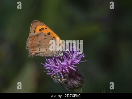 Small copper, Lycaena phlaeas, butterfly nectaring on Creeping Thistle. Stock Photo