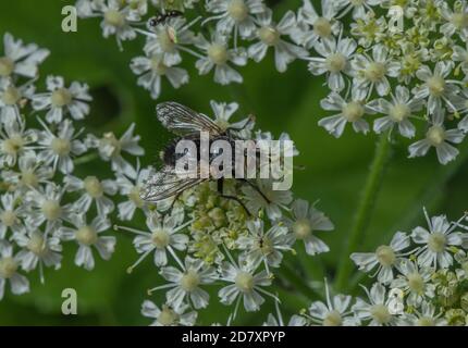 A parasitic Tachinid fly, Eurithia anthophila, feeding on Hogweed flowers. Parasite of moth larvae. Stock Photo