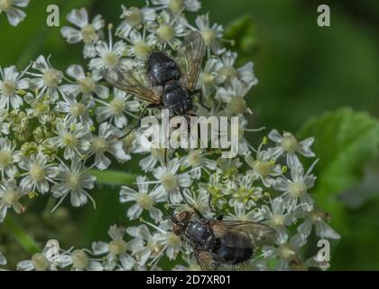 A parasitic Tachinid fly, Eurithia anthophila, feeding on Hogweed flowers. Parasite of moth larvae. Stock Photo