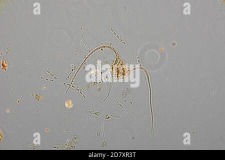 Marine Phytoplankton, Bacteriastrum, Naples, MID 1800's, unpolluted waters Stock Photo