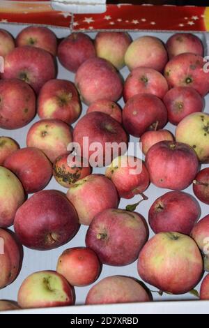 ecological apples grown in traditional ways Stock Photo