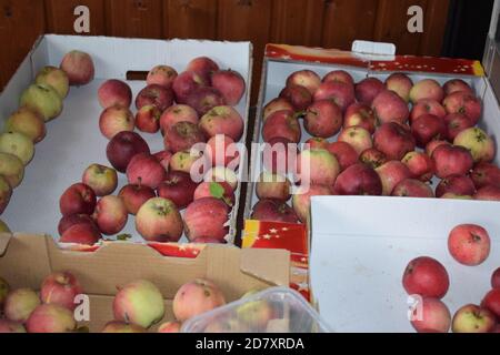 ecological apples grown in traditional ways Stock Photo