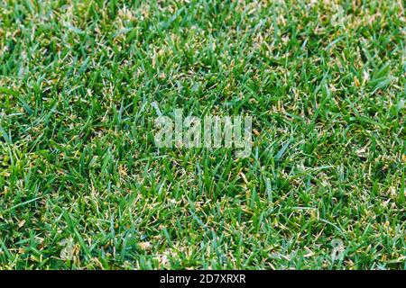 Green grass background field texture. Green lawn pattern textured background. Stock Photo