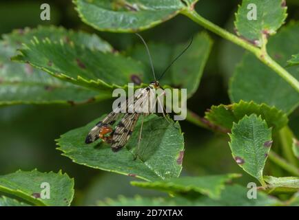 Male Common scorpionfly, Panorpa communis on rose leaf, in late summer - with upturned abdomen. Stock Photo