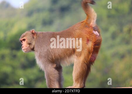 Profile of a wild monkey in the jungle. Primate Macaco Prego (nail