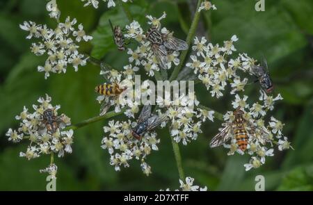 Masses of insects feeding on Hogweed flowers, in late summer ...