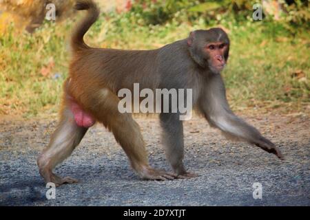 agressive alpha male macaque monkey guarding territory in asian jungle Stock Photo