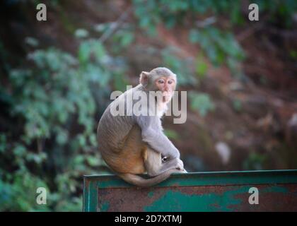 agressive alpha male macaque monkey guarding territory in asian jungle Stock Photo