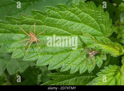 Young Nursery web spiders, Pisaura mirabilis, sunning on nettle leaf. Stock Photo