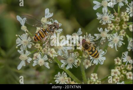 Marmalade hoverfly and Common banded hoverfly feeding on Hogweed flowers, in late summer. Stock Photo
