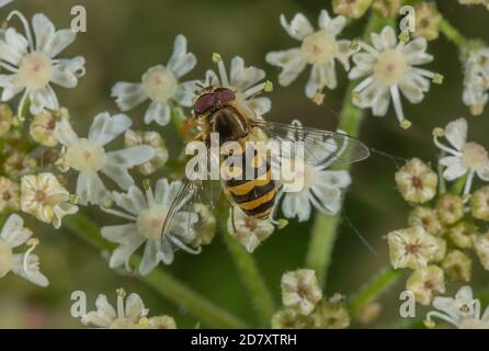 Common banded hoverfly, Syrphus ribesii, feeding on Hogweed flowers, in late summer. Stock Photo