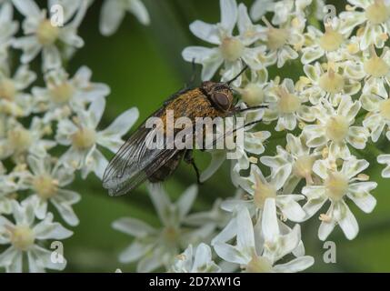 Female Common cluster fly, Pollenia rudis, feeding on hogweed flowers. Stock Photo