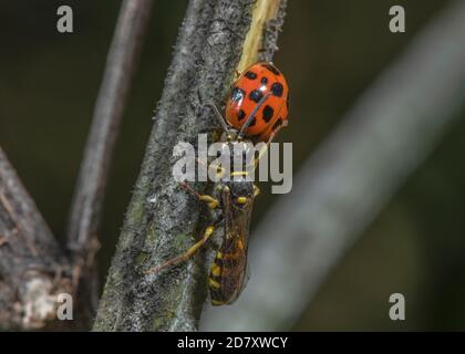 Female Field digger-wasp, Mellinus arvensis, apparently guarding dead parasitised Harlequin ladybird, Harmonia axyridis. Somerset Levels. Stock Photo